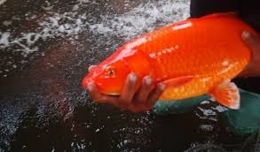 Kuning besar, mimpi membeli ikan, mimpi memotong ikan, mimpi menangkap ikan banyak togel, mimpi menangkap ikan. Mimpi Ikan Mas Merah Artinya Akan Lepas Dari Kesialan Hingga Beruntung Primbon88