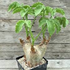 Image result for Cyphostemma