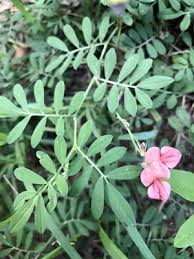 Image result for Indigofera subulata