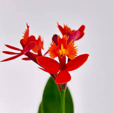 Image result for Polystachya fallax