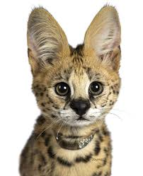 8 week old make serval kitten ready for new home. Journal Serval Kitten Notebook Publications Dreamflight 9781071087015 Amazon Com Books