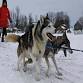 Sled Dog Rides event image