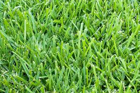 Our gulf kist sod farm is located in vero beach, fl which serves the central and east florida markets with some of the best quality sod on the market. How To Care For St Augustine Grass