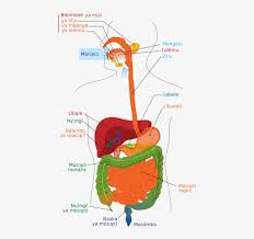 One abnormal characteristic is the liver's. Digestive System Diagram Ln Diagram Of Digestive System Without Labels Transparent Png 503x711 Free Download On Nicepng