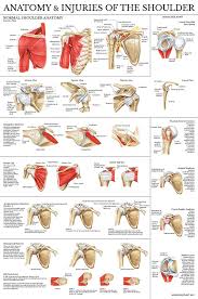 The human shoulder is made up of three bones: Laminated Anatomy And Injuries Of The Shoulder Poster Shoulder Joint Anatomical Chart Amazon Com Industrial Scientific