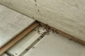 We're excited to help you with all your project needs. Pest Control Kansas City Archives Milberger Pest Control
