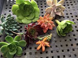 But i have to admit my inability to tell this hybrid from similar looking echeverias. 5 Large Succulent Cuttings Echeveria Aeonium Aloe Etsy