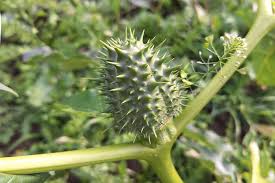 Image result for durman obecný plod