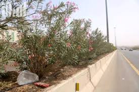 يتحدث 90% من سكّانها باللغة. Ø£Ø´Ø¬Ø§Ø± Ø§Ù„Ø¨ÙˆÙ†Ø³Ø§ÙŠ Ø³Ø±Ù‚ÙˆØ§ Ø´Ø¬Ø±Ø© Ù†Ø§Ø¯Ø±Ø© Ø¹Ù…Ø±Ù‡Ø§ 400 Ø¹Ø§Ù… Ø¨ÙˆÙ†Ø³Ø§ÙŠ