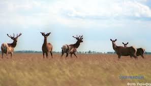 Відстань до заповідника з херсона становить 140 км. Zapovednik Askaniya Nova Iz Za Karantina Ostalsya Bez Turistov