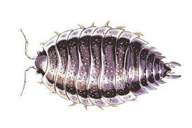 Auch ein vermehrtes auftreten von silberfischen, staubläusen oder kellerasseln kann auf schimmel hindeuten. Kellerasseln Bekampfen Schadlingsbekampfung Kellerasseln Durch Kammerjager