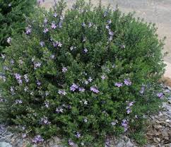 Image result for Gutenbergia westii