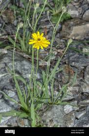 Image result for Tolpis