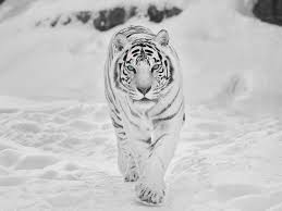 The white tiger (also known as the white bengal tiger) is a subspecies of tiger, found throughout the indian subcontinent. Wallpapers White Tigers Posted By Samantha Cunningham