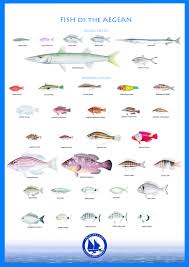 Frances Ratcliffe Fish Types Of Fish Infographic
