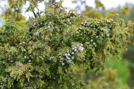 Image result for Hymenodictyon austro-africanum