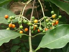 Image result for Secamone dewevrei