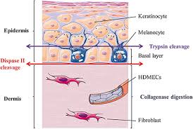 The epidermis is the uppermost or epithelial layer of the skin. Frontiers A Method For Isolating And Culturing Skin Cells Application To Endothelial Cells Fibroblasts Keratinocytes And Melanocytes From Punch Biopsies In Systemic Sclerosis Skin Immunology