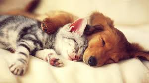 If you feel like it, please press the like button and s. Kitten Cute Dog And Cat Pictures Novocom Top