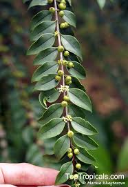 Image result for Memecylon