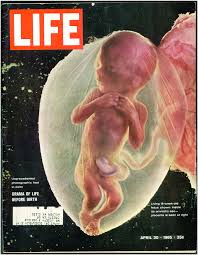 The family worries that the colt will not survive. Exhibits Reproduction