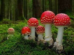 Semua memiliki karakter dan keindahan tersendiri. 86 Gambar Jamur Paling Bagus Gambar Pixabay