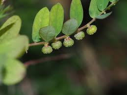 Image result for Phyllanthus manicaensis