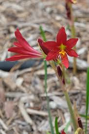 Image result for Polystachya bifida