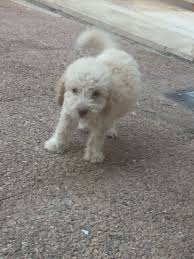 Pin De Emine Hatay Em Me Animais Adoraveis Animais
