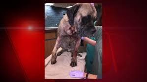 I'd talk about it every time they reminisce about the wedding. Man Charged With Allegedly Shooting Woman S Dog Wluk