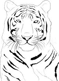 Tigers' size and stockiness relative to other cats isn't just a feature of their body and limbs. Draw Tiger Face Step Step Easy Peepsburgh