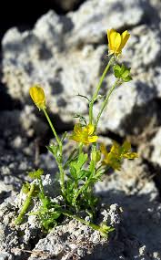 Image result for Ranunculus rionii
