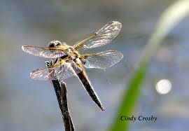 Image result for Cyphia lasiandra