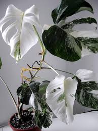Http Green 24 De Forum Monstera Deliciosa 26quot Variegata 26quot T53574 105 Html Plantwishlist Ev Bitkisi Ev Icinde Bitki Bakimi Bitki
