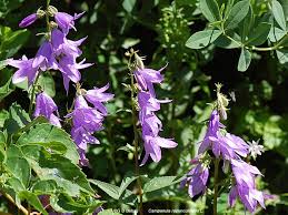 Rampion Bellflower European Bellflower Creeping Bellflower Campanula Rapunculoides L Native Minnesota Wildflower Pl Wildflower Garden Bellflower Campanula