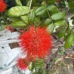 Image result for Combretum constrictum