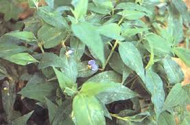 Image result for Oxygonum salicifolium