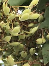 Image result for Bocconia arborea