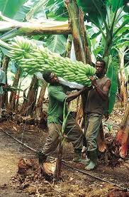 Holy Bananas Zambia Africa Travel Zambia Southern Africa