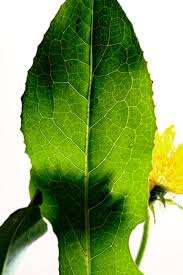 You can use dandelions in your daily diet in the following ways. Everything To Know About Shopping For Storing And Preparing In Season Dandelion Stories Kitchen Stories