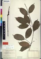 Image result for Orthopichonia