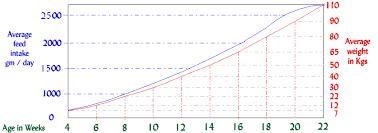 Pig Growth Rates Feed Trough Requirements