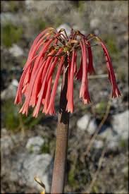 Image result for Cyrtanthus galpinii