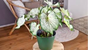Image result for Caladium