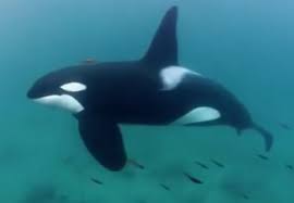 Pin By Danny Nunez On Orcas Sea Creatures Drawing Ocean Creatures Orca Whales