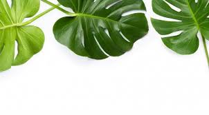 monstera planta folhas no fundo branco in 2020 plant leaves plants plant background pinterest