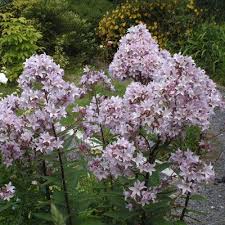 Campanula Lactiflora Loddon Anna Entrance Bed Shade Plants Pretty Plants Campanula
