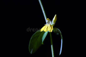 Image result for Justicia odora