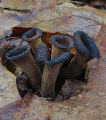 Image result for Craterellus fallax