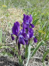 Image result for Zygotritonia atropurpurea